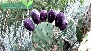 کاکتوس های میوه دار