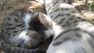 شیر خوردن بچه گربه از پستان مادرش