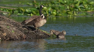 خانواده غازهای کانادایی آمریکای شمالی