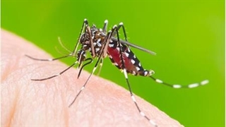 شیوع تب دنگی نگران کننده شد / کرونایی دیگر در راه است؟