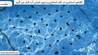 معرفی کفشور استخری و مزایای آن!