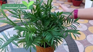 نخل شامادورا