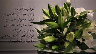 معرفی گل لیلیوم