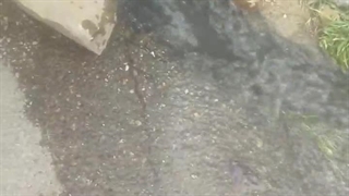 لوله بازکنی آستانه اشرفیه