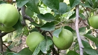 سیب سفید(سیب زرد لبنان)