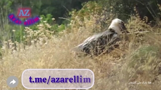 ویدیویی از قدم زدن یک پرنده هُما در پارک ملی گلستان (توضیحات بیشتر