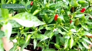 کاشت فلفل قرمز در گلدان