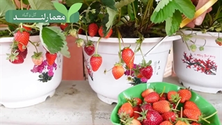کاشت توت فرنگی در گلدان