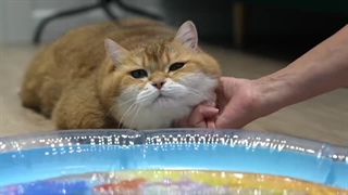 برای گربه تشک آبی میزارن، رفتار گربه خیلی جالبه