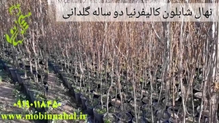 نهال شابلون کالیفرنیا