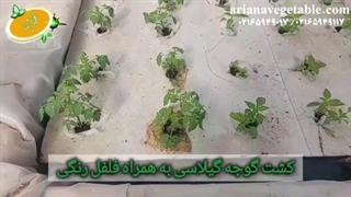 خرید سبزیجات تازه