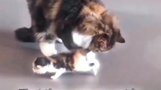 خب من که مردم برا ذوق کردنش