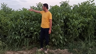 پیش فروش نهال گردو پیوندی در نهالستان تک فیدان