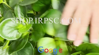 خرید درختچه مصنوعی قاشقی | فروشگاه ملی