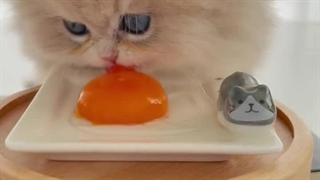 گوگولیی☘️