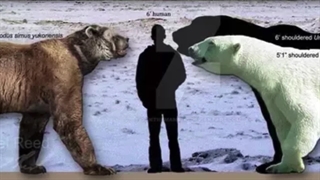 خرس‌های قطبی: حاکمان بی‌رقیب سرزمین یخ و برف!