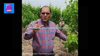 عنصر بور