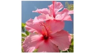 تایپ های mbti به عنوان گل