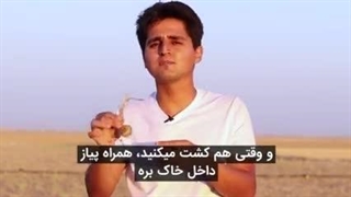 پیاز زعفران