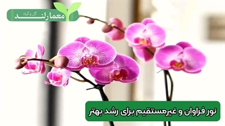 نگهداری گل ارکیده