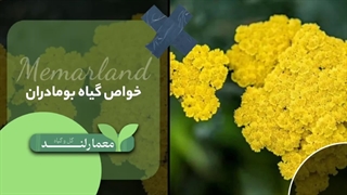 خواص گیاه بومادران