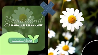 گیاه بابونه