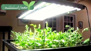 لامپ رشد گیاه