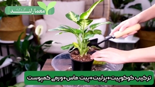 گیاه دیفن باخیا