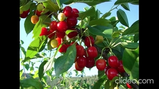 نهال گیلاس خوشه ای