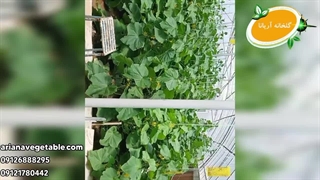 کشت خیار درختی به روش خاکی