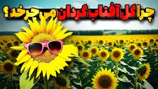 چگونه گل آفتابگردان حرکات خورشید را دنبال می‌کند؟!!