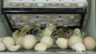 معرفی دستگاه جوجه کشی هدایت