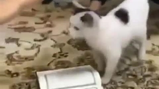 قرآن و گربه!؟