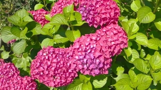 جشن امردادگان