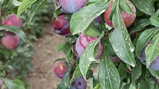 آلو سانتریزه