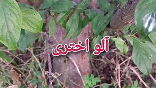 آلو اختری کالیفرنیا