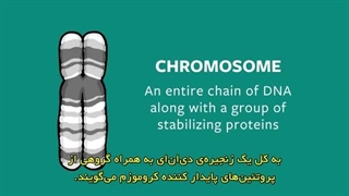 کروموزم چیست؟
