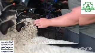 عملکرد دستگاه پشم چین گوسفند- کشاورز صنعت