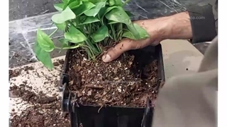 دیوار سبز فلزی لیزری