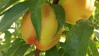 شلیل سان گلد