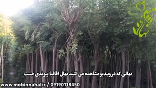 نهال اقاقیا پیوندی