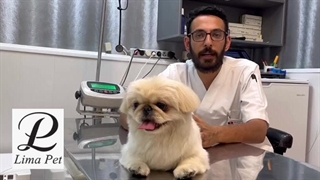 درمان کک و کنه سگ و گربه