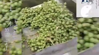 ابگیر غوره۰۹۱۳۸۸۰۳۱۰۱