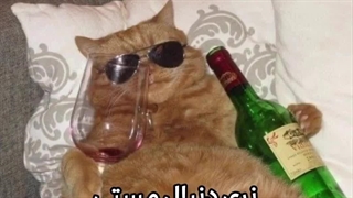 خودت درد شرابی گوربا جان⁦(⁠人⁠ ⁠•͈⁠ᴗ⁠•͈⁠)⁩