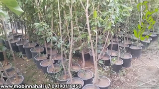 نهال آلبالو و گیلاس