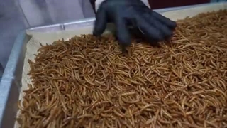 طرح توجیهی پرورش کرم میلورم