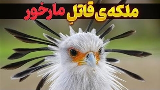 مرغ منشی: ملکه قاتل بی‌رحم مارها | همه چیز درباره‌ی این پرنده‌ی عجیب و غریب