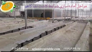 آماده‌سازی نشا کاهو فرانسوی