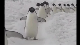 مسابقه المپیک دو پنگوئن ها