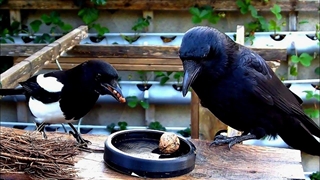 مگپی ها در مقابل کلاغ ها - رئیس کیست؟